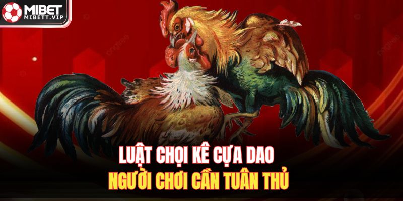 Luật chọi kê cựa dao người chơi cần tuân thủ