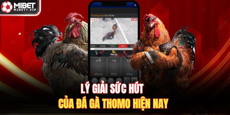 Lý giải sức hút của đá gà Thomo hiện nay 