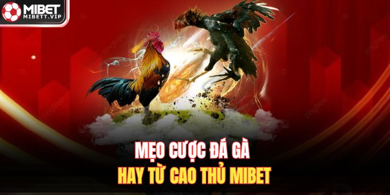 Mẹo cược đá gà hay từ cao thủ MIBET