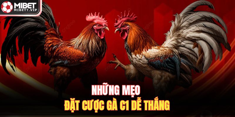 Những mẹo đặt cược gà C1 dễ thắng